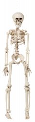 Skelett 42 cm